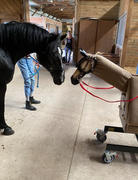 Equicizer Equicizer Classic Review