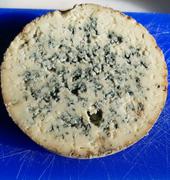 New England Cheesemaking Supply Company Fourme d'Ambert Cheese Making Recipe Review