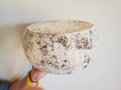 New England Cheesemaking Supply Company Gorgonzola Picante Cheese Making Recipe Review