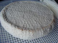 New England Cheesemaking Supply Company Camembert Recipe Stabilized Review