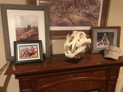 Skulls Unlimited International, Inc. Replica Extra Large African Lion Skull Review