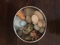 Skulls Unlimited International, Inc. Replica Mourning Dove Egg (23mm) Review