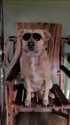 Inkopious Mica the Labrador Pitbull Mix - 12oz Kids Tumbler Review