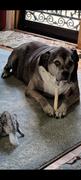 Paramount Pet Health Liquid Glucosamine for Dogs Review