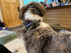 PawTies 3/4 Fi Compatible Dog Collar Review
