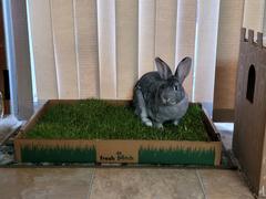 Fresh Patch Rabbit Patch - Farm Fresh Grass Pad (Standard) Review