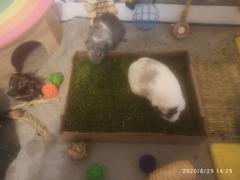 Fresh Patch Rabbit Patch - Farm Fresh Grass Pad (Mini) Review