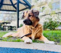 VetCS Gift Card Review