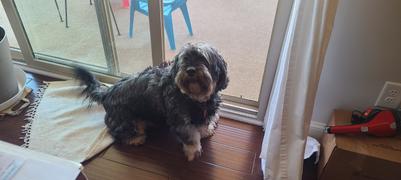 VetCS Medium Breed Dogs CBD Oil 1000mg Bacon or Natural Review