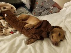 WeenieWarmers Dachshund Body Pillows Review