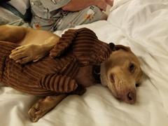 WeenieWarmers Dachshund Body Pillows Review