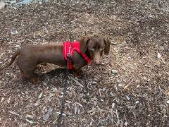 WeenieWarmers The Ultimate Dachshund Harness Review