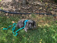 WeenieWarmers The Ultimate Dachshund Harness Review