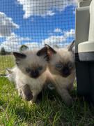 Catnets Triple Size 5.4m Freestanding Cat Enclosure Review