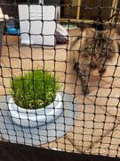Catnets Catit 2.0 – Grass Planter Refill Review