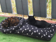 Catnets Cat Netting 10m x 3m Black Review