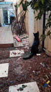 Catnets Cat Netting 10m x 1.8m Black Review