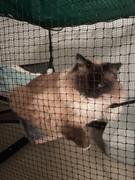 Catnets Cat Hammock to suit 1.2m Freestanding Enclosure Review