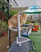 Catnets Skywalks Outdoor Cat Tree Extension Review