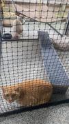Catnets Lite Portable Cat Enclosure 2.3m Review