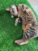 Catnets Artificial Cat Grass - 1m x 1m Review