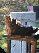 Catnets Cat Netting 25m x 1.2m Black Review