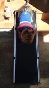 Ramp Champ Heeve 'Up-Ya-Get' 1.8m Telescopic Dog Ramp Review