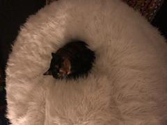 KloudSac Deluxe White Faux Fur Bean Bag (Extra Large) Review