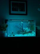 Aqua Lab Aquaria UNS 75P Ultra Clear Rimless Aquarium (36 GAL) - Ultum Nature Systems Review