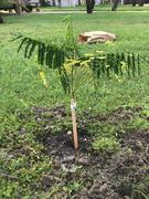 Fast-Growing-Trees.com Royal Poinciana Tree Review