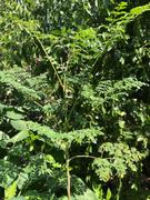 Fast-Growing-Trees.com Moringa Tree Review