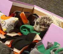 The Hoghouse TOY BUNDLE #1: Toys for hedgehogs. Set of 4 or 8 fleece toys. Review