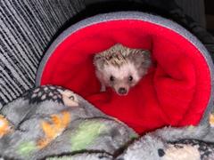 The Hoghouse Fleece cosy snuggle cave. Padded stay open cave for hedgehogs. Fleece pet bed. Review