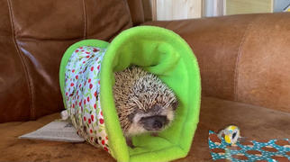The Hoghouse Strawberries and bees stay open tunnel. Padded fleece tunnel. Review