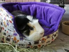 The Hoghouse LARGE Halloween animals cuddle cup. Pet sofa. Guinea pig bed. Pet beds. Fleece bed. Review