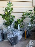 Fast-Growing-Trees.com Nellie Stevens Holly Review