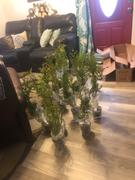 Fast-Growing-Trees.com Thuja Green Giant Review