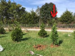 Fast-Growing-Trees.com Thuja Green Giant Review