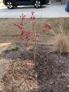 Fast-Growing-Trees.com Bloodgood Japanese Maple Review