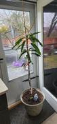 Fast-Growing-Trees.com Glenn Mango Tree Review