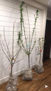Fast-Growing-Trees.com 3-in-1 Plum Surprise Review