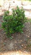 Fast-Growing-Trees.com Frost Proof Gardenia Shrub Review
