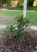 Fast-Growing-Trees.com Kramers Camellia Shrub Review