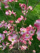 Fast-Growing-Trees.com Pink Dogwood Review