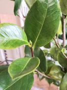 Fast-Growing-Trees.com Debutante Camellia Review