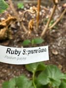 Fast-Growing-Trees.com Guava Tree 'Ruby Supreme' Review