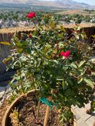 Fast-Growing-Trees.com Knock Out® Rose Tree Review