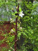 Fast-Growing-Trees.com Scarlet Sentinel Columnar Apple Tree Review