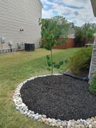 Fast-Growing-Trees.com Eastern Redbud Review