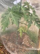 Fast-Growing-Trees.com Papaya Tree Review